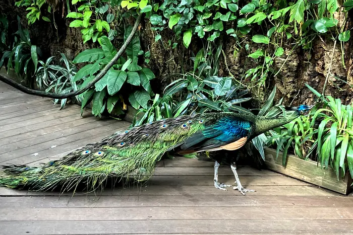 a peacock in the Central Park Zoo